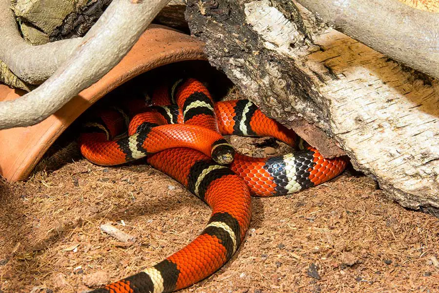sinaloan milk snake in its enclosure