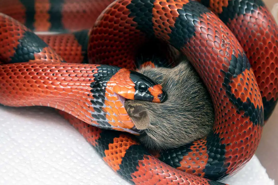 honduran milk snake eating a mouse