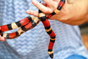 Milk Snake vs. Corn Snake: 5 Differences - ReptileHow.com