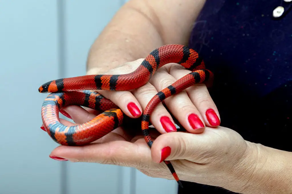 milk snake in owner's hands