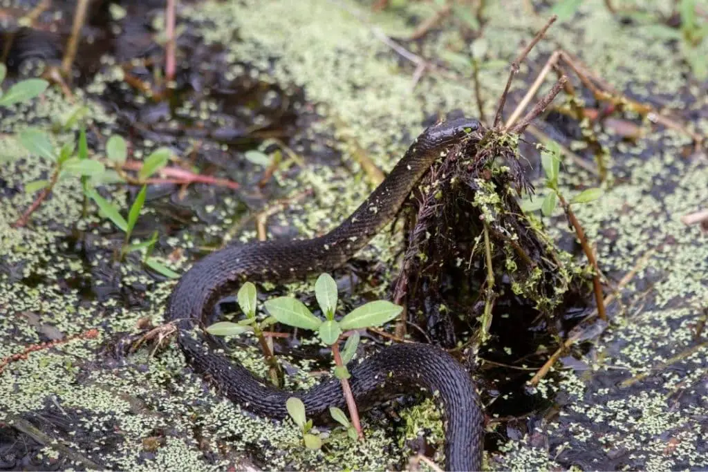 Yellowbelly Water Snake