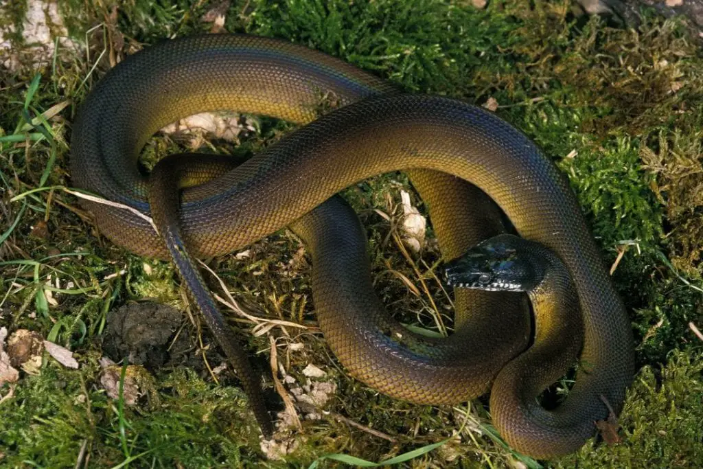 adult sized white lipped python
