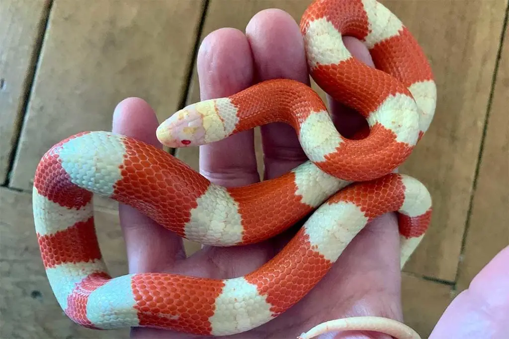 albino sinaloan milk snake