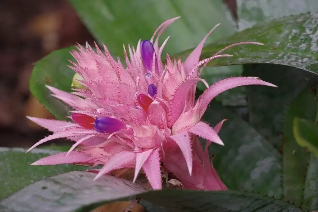 urn plant Aechmea fasciata