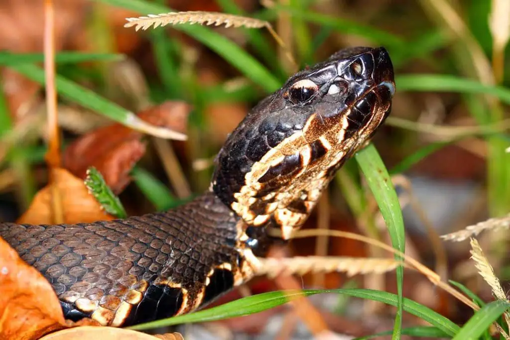 Agkistrodon conanti venomous cottonmouth