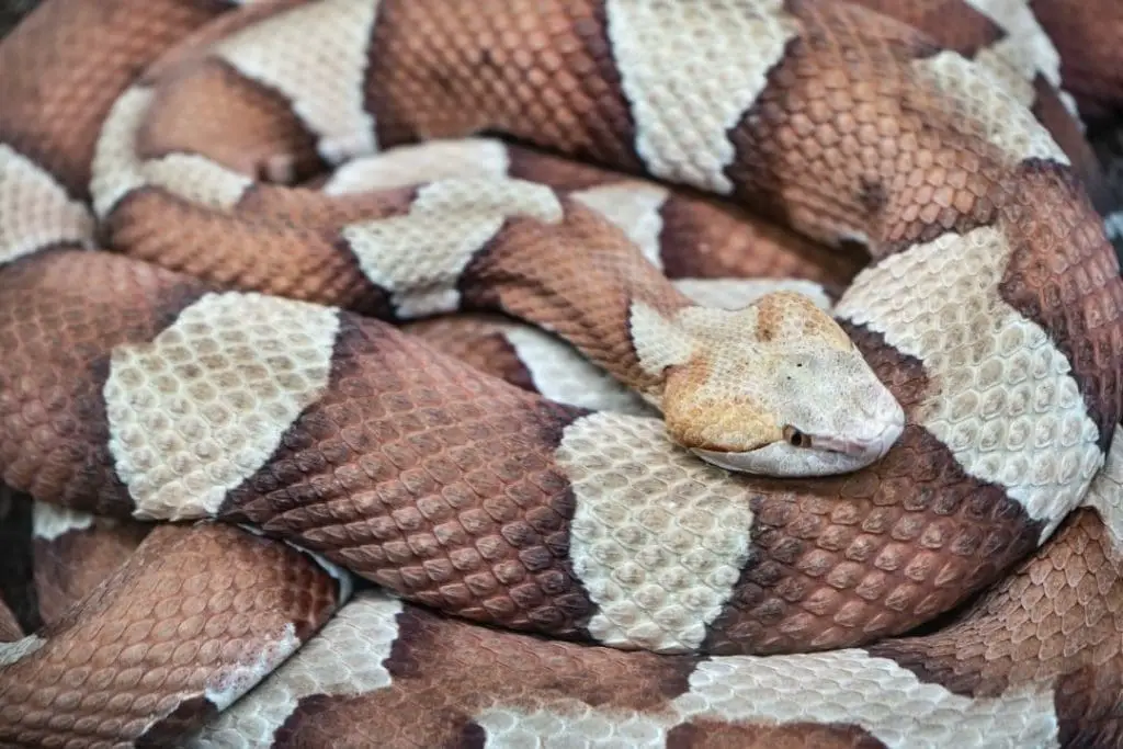 copperhead viper Agkistrodon contortrix