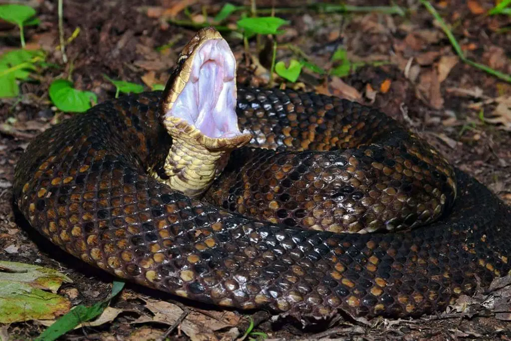 cottonmouth venomous snake