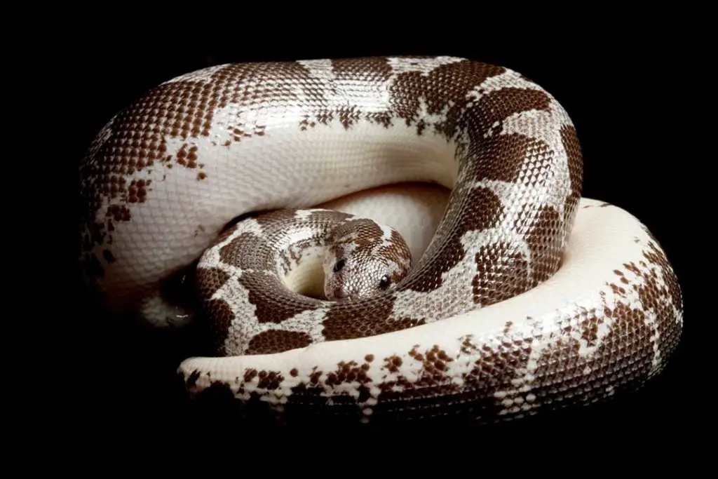 Anerythristic Kenyan sand boa