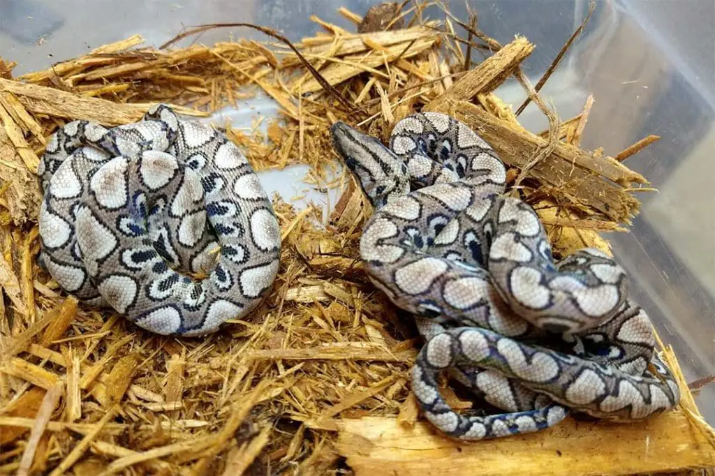 anery rainbow boas