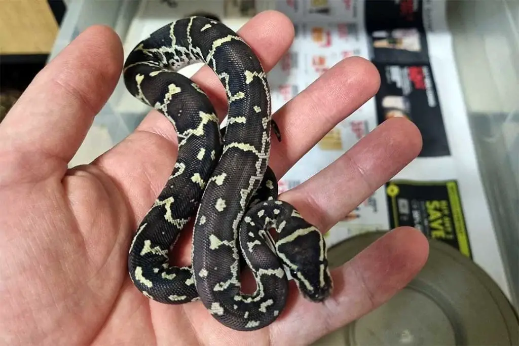 baby female angolan python