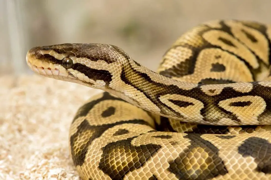 male ball python