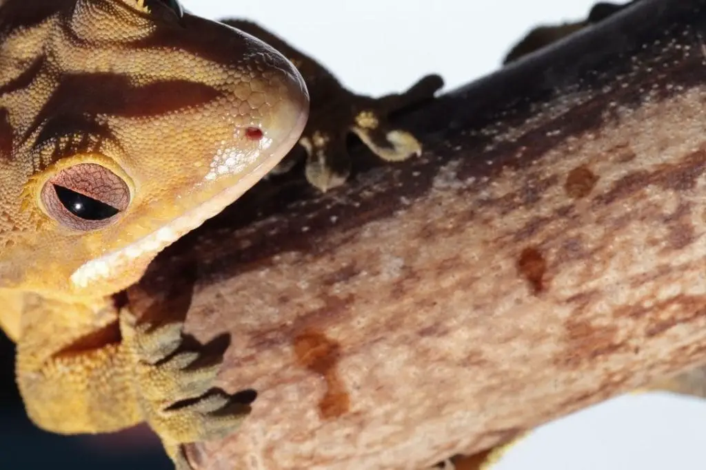 bamboo crested gecko