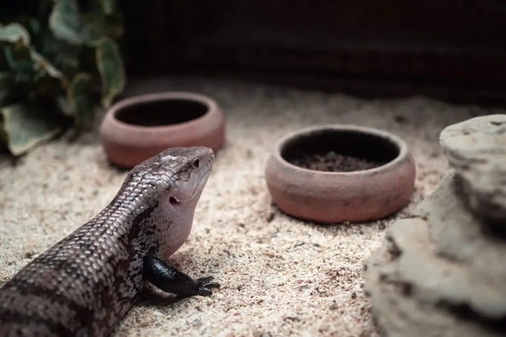 blue tongued skink inside its enclosure