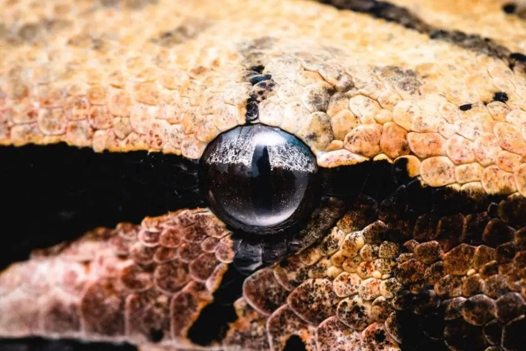 macro photograph of a boa constrictor eye