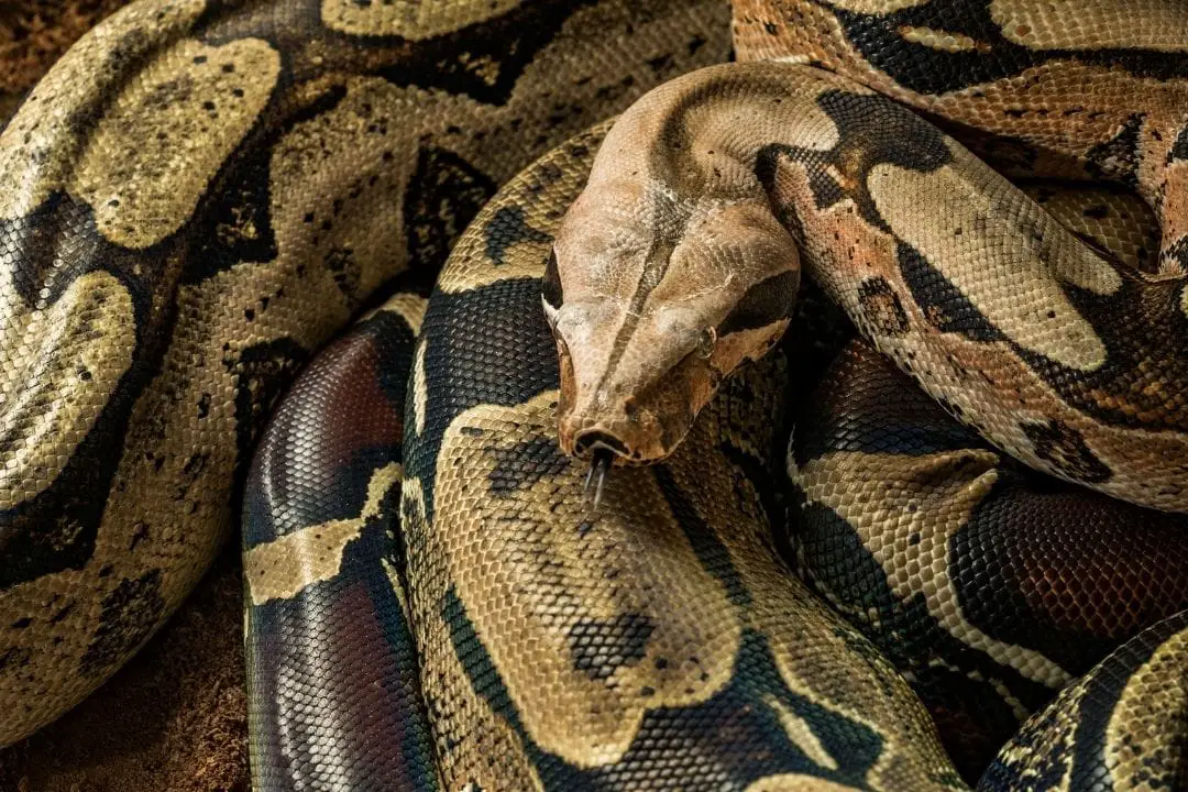 Boa Constrictor Care Sheet (Complete Guide) - ReptileHow.com