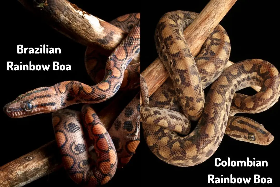 brazilian vs colombian rainbow boa