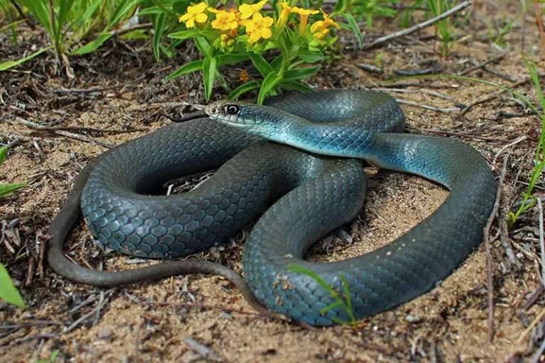 All 17 Snakes in Michigan (With Pictures) - ReptileHow.com