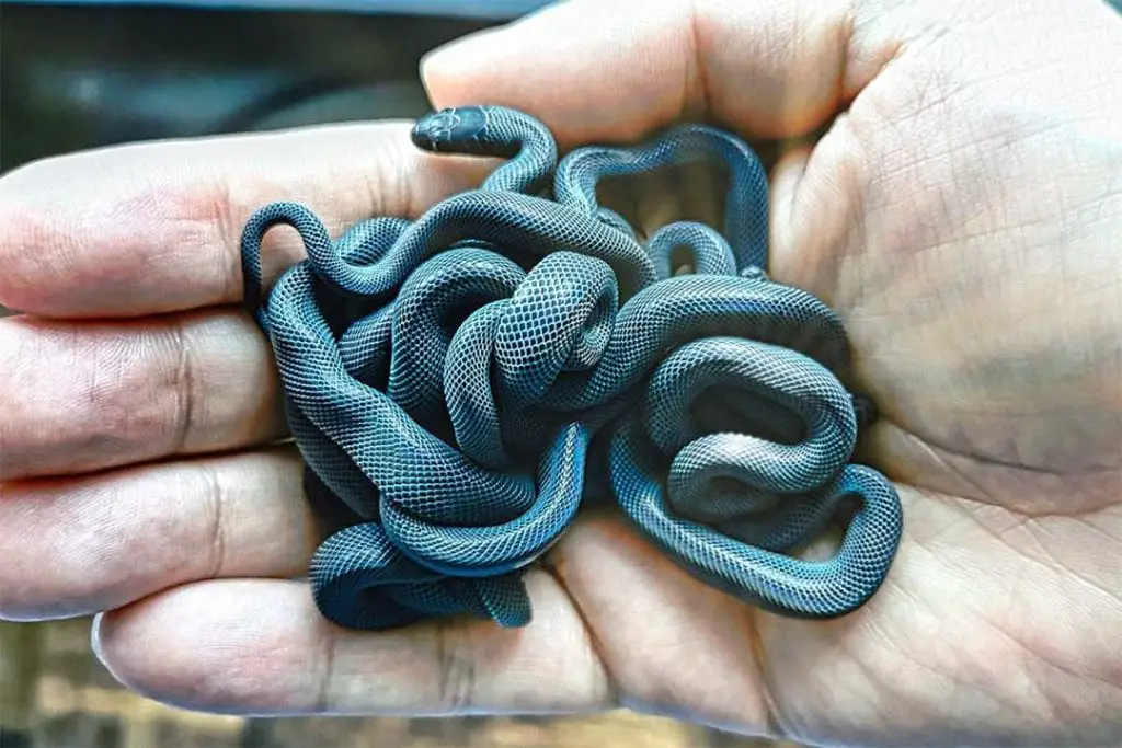 african house snakelets