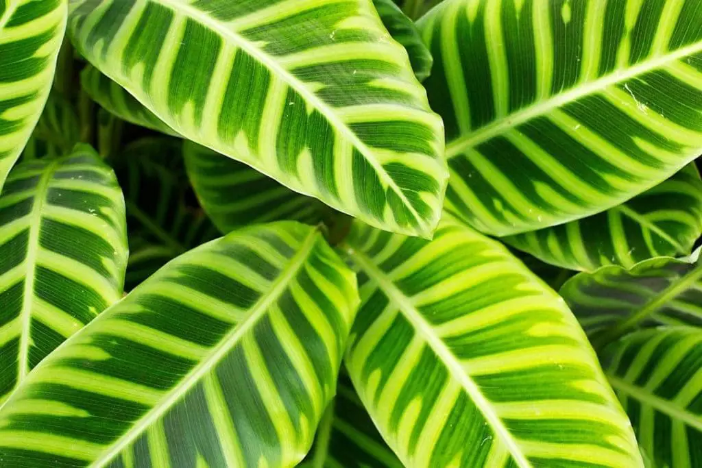 Calathea zebrina