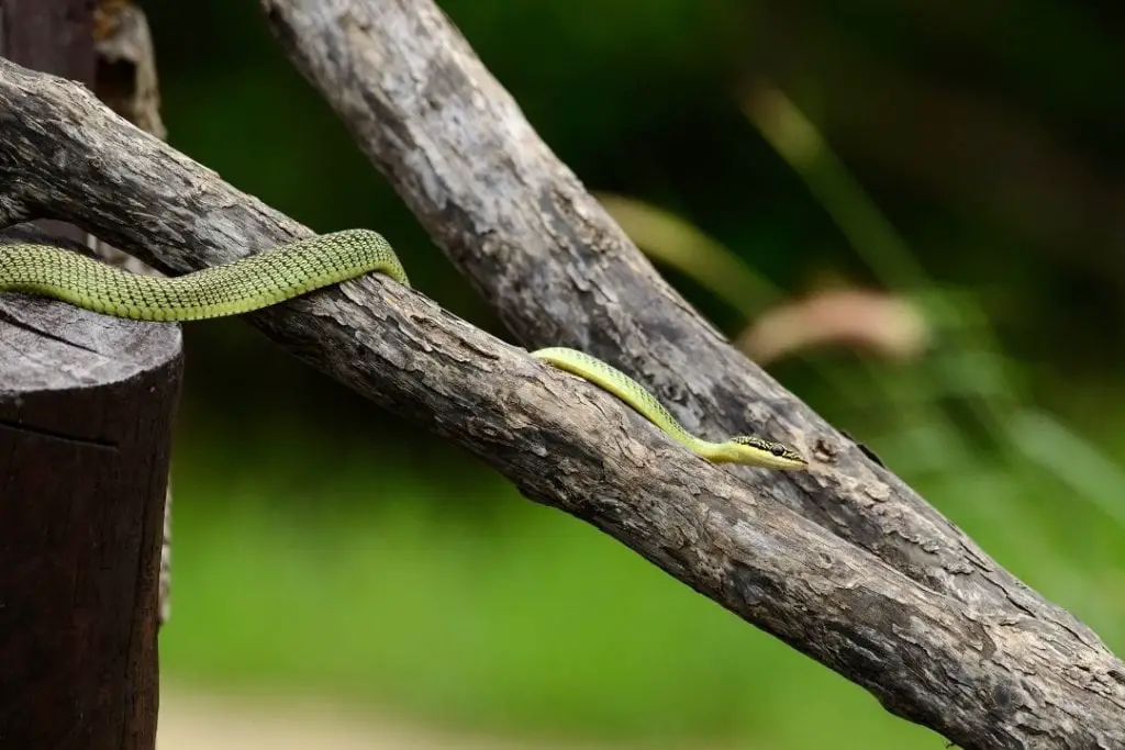 Chrysopelea ornata green snake on a tree branch