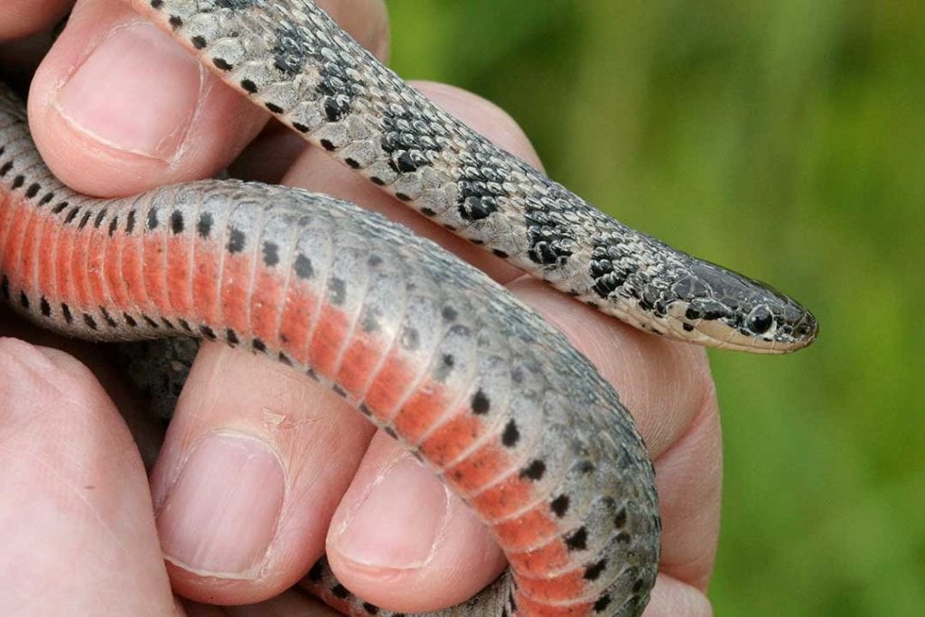 Clonophis kirtlandii : Kirtland's Snake