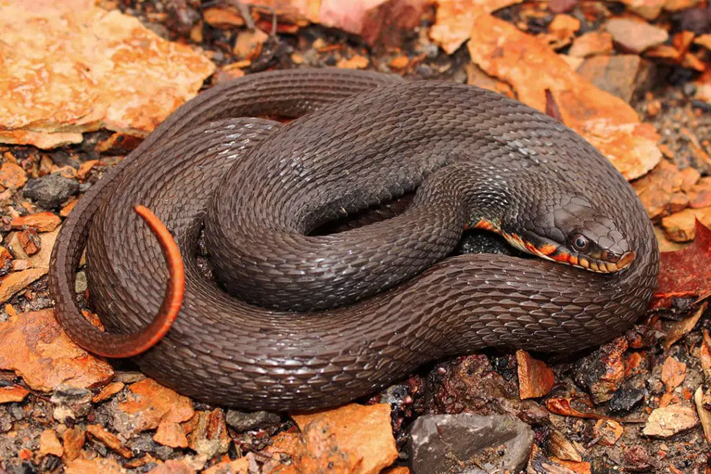 Copper-Bellied Watersnake (Nerodia erythrogaster neglecta)