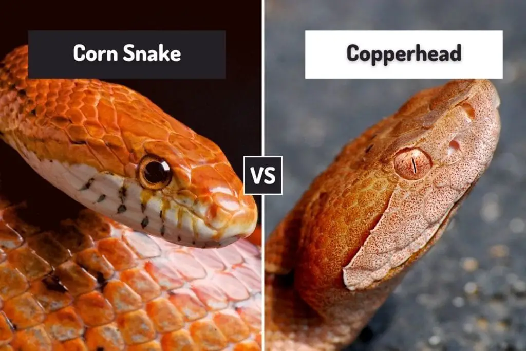 cloeseup pictures of a coppersnake and corn snake head