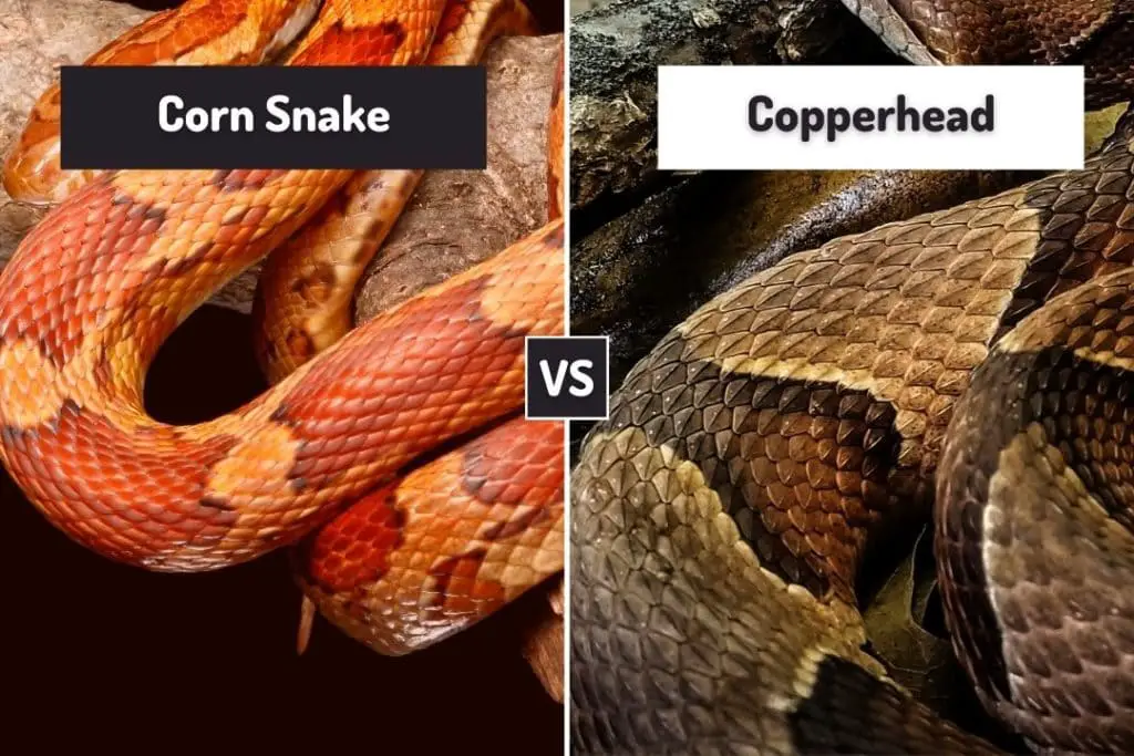 corn snake and copperhead side by side scales comparison