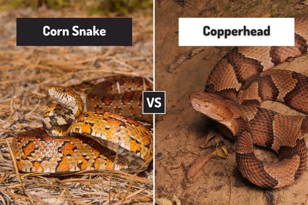 corn snake vs copperhead