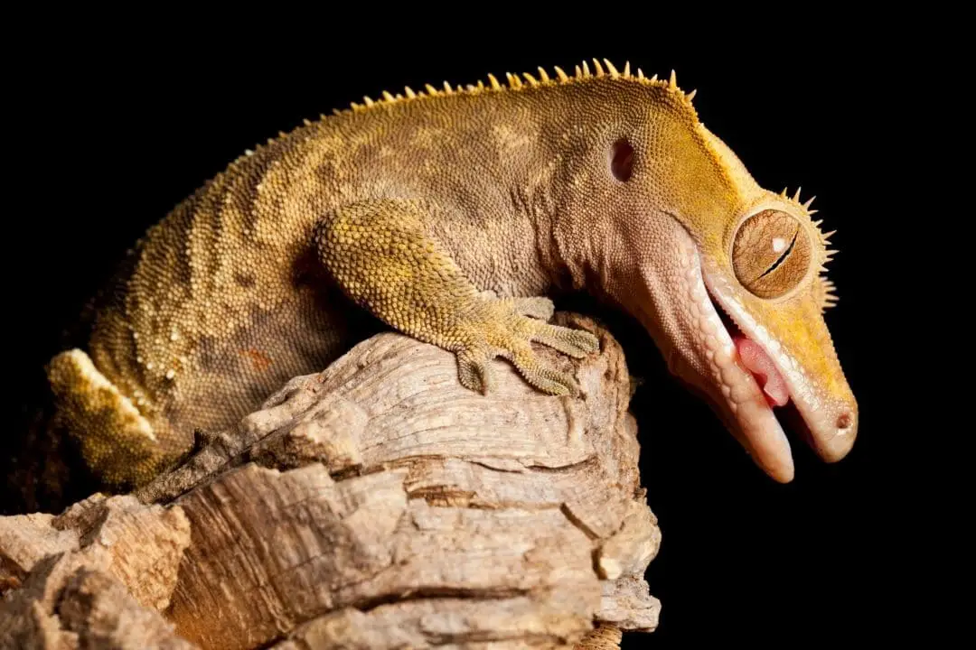 Correlophus ciliatus (crested gecko)