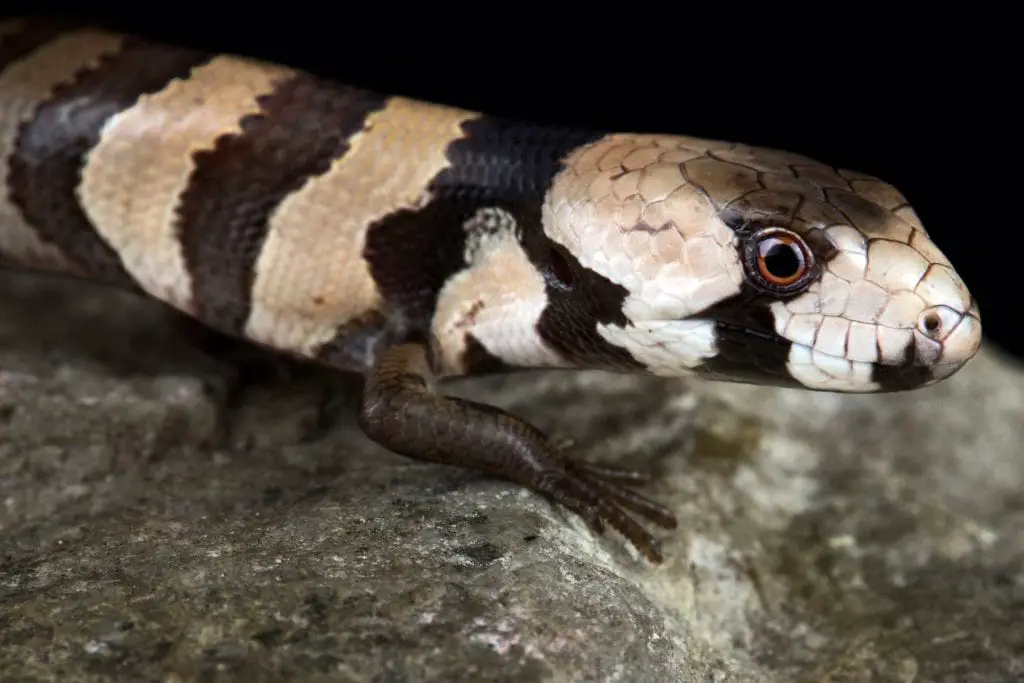 Cyclodomorphus gerrardii pink tongued skink