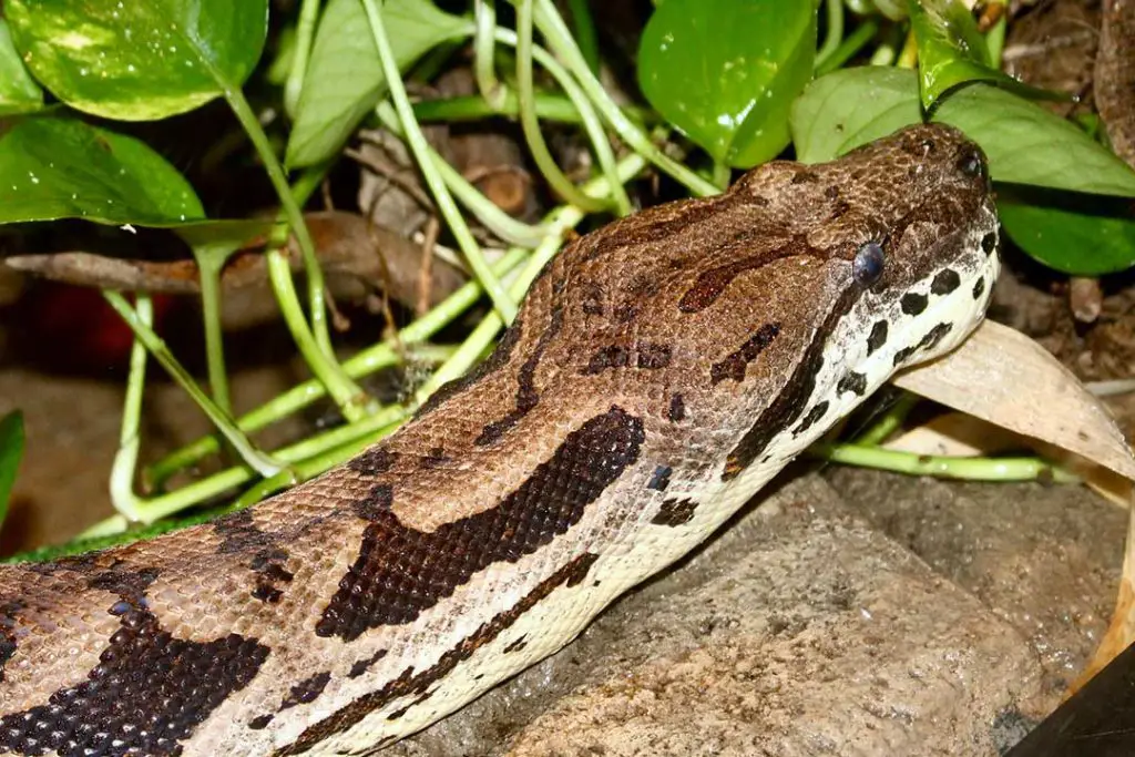 dumeril's ground boa in the wild