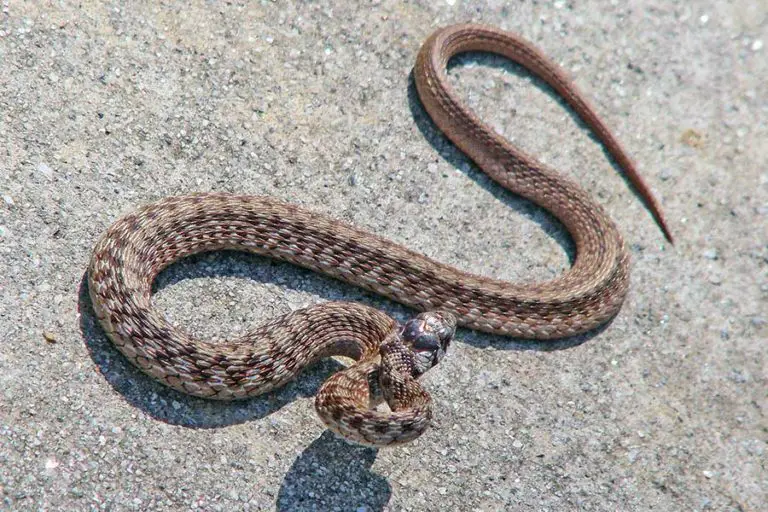 All 46 Snakes in Missouri (With Pictures) - ReptileHow.com