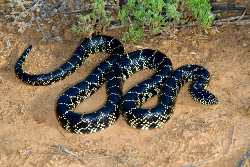 Desert King snake