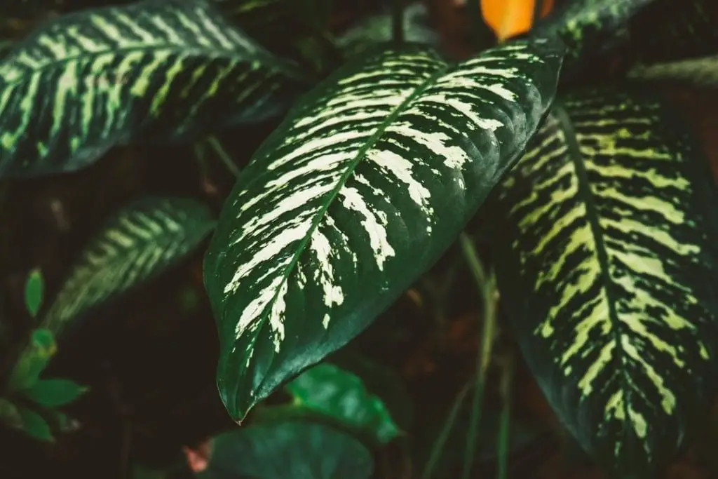 Dieffenbachia leaves