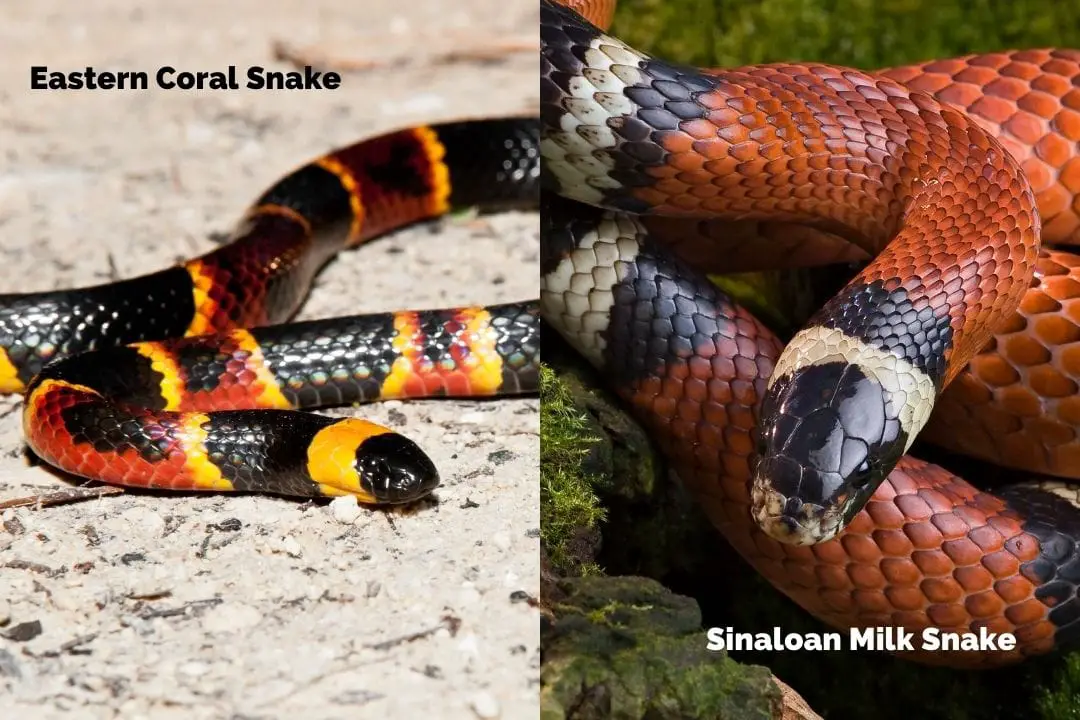 eastern coral snake vs sinaloan milk snake