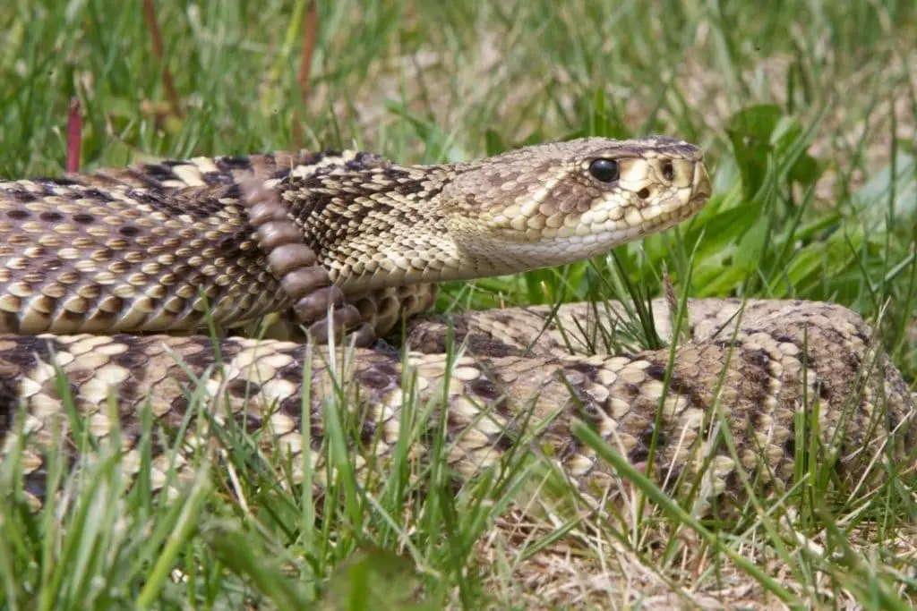 Eastern Diamondback Rattlesnake