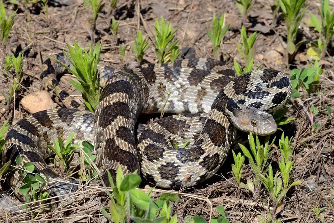 All 46 Snakes In Missouri (With Pictures) - ReptileHow.com