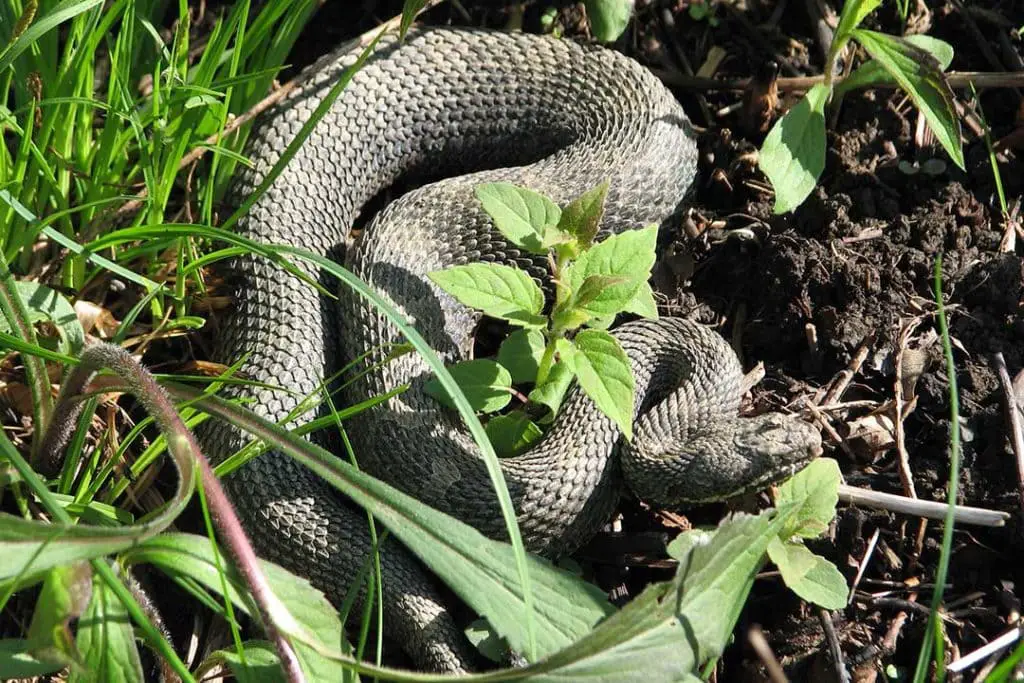 Eastern Massasauga Rattlesnake