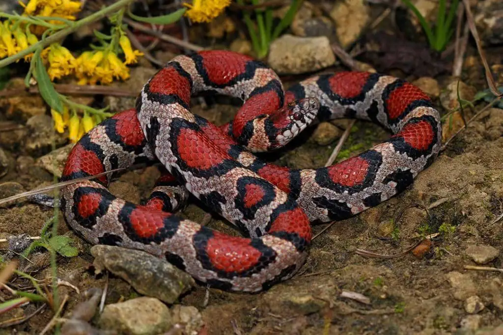 Eastern Milksnake (Lampropeltis triangulum)