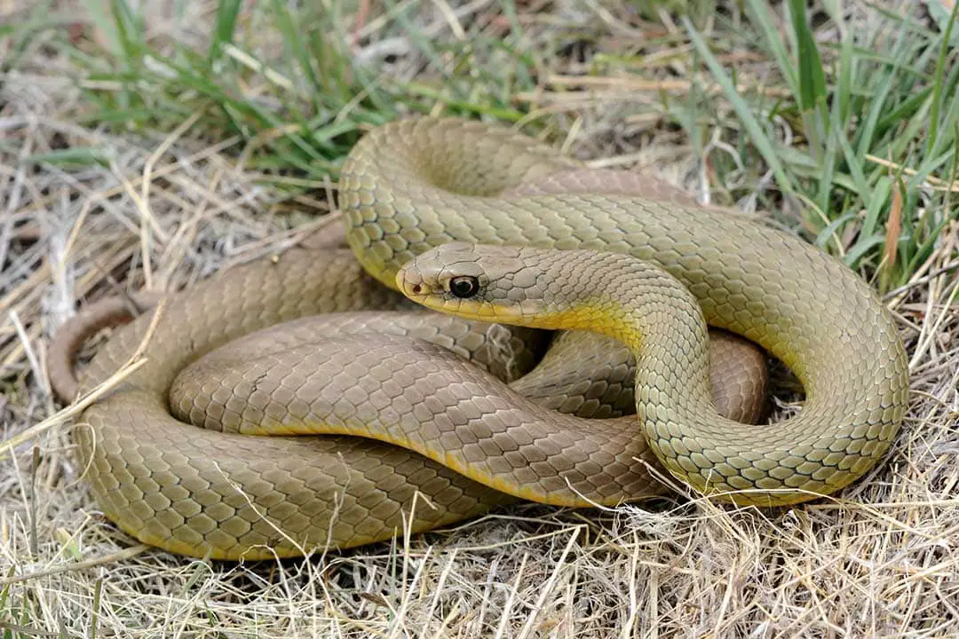 All 46 Snakes in Missouri (With Pictures) - ReptileHow.com