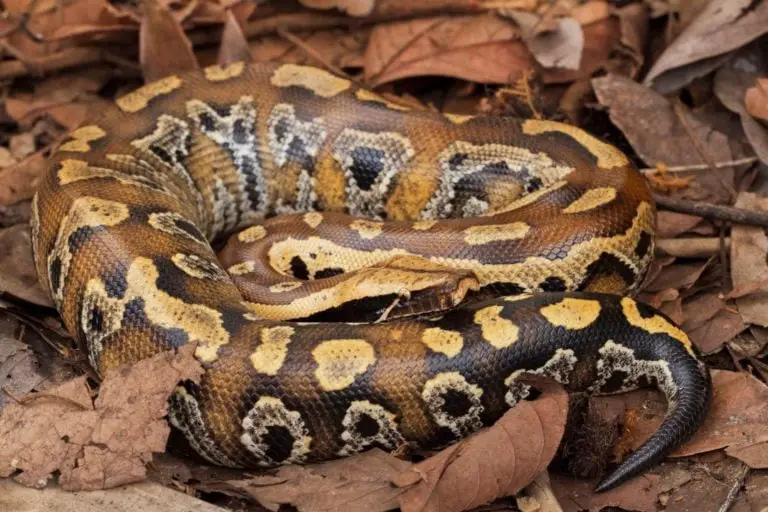 blood-python-size-how-big-do-they-get-reptilehow