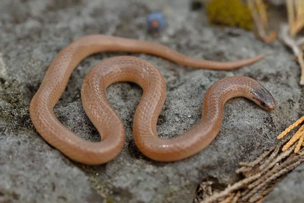 Flathead Snake (Tantilla gracilis)