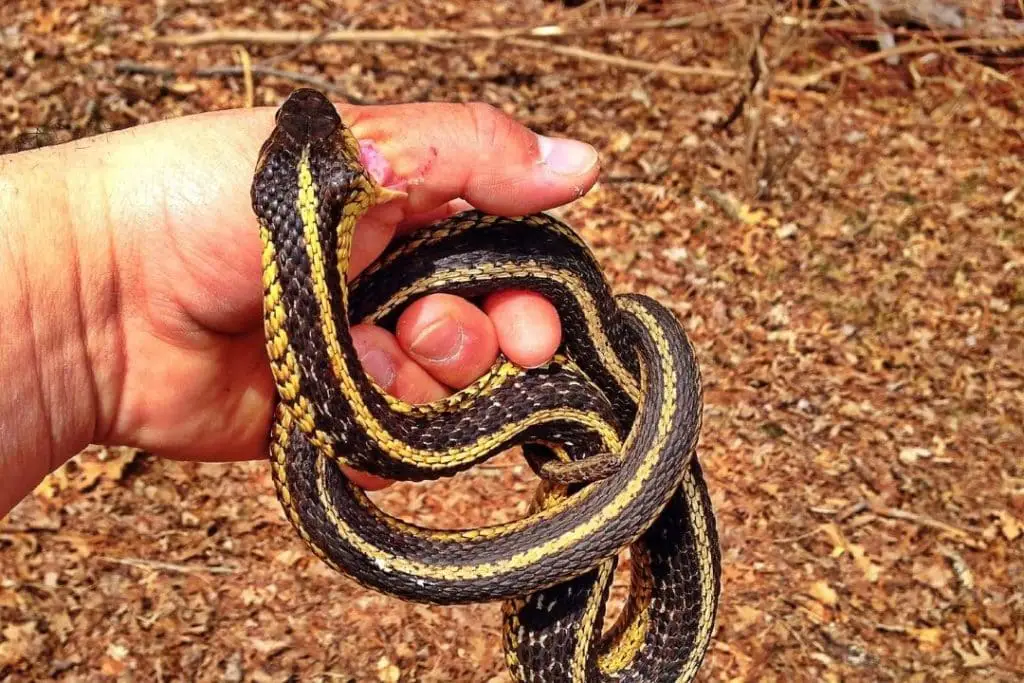 garter snake biting hand