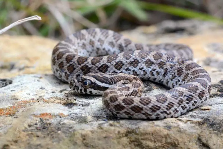 All 46 Snakes in Missouri (With Pictures)