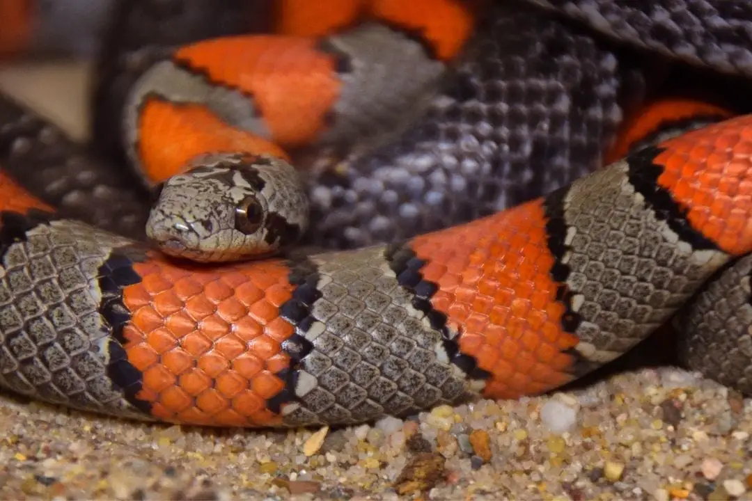 Corn Snake VS King Snake (6 Differences) - ReptileHow.com