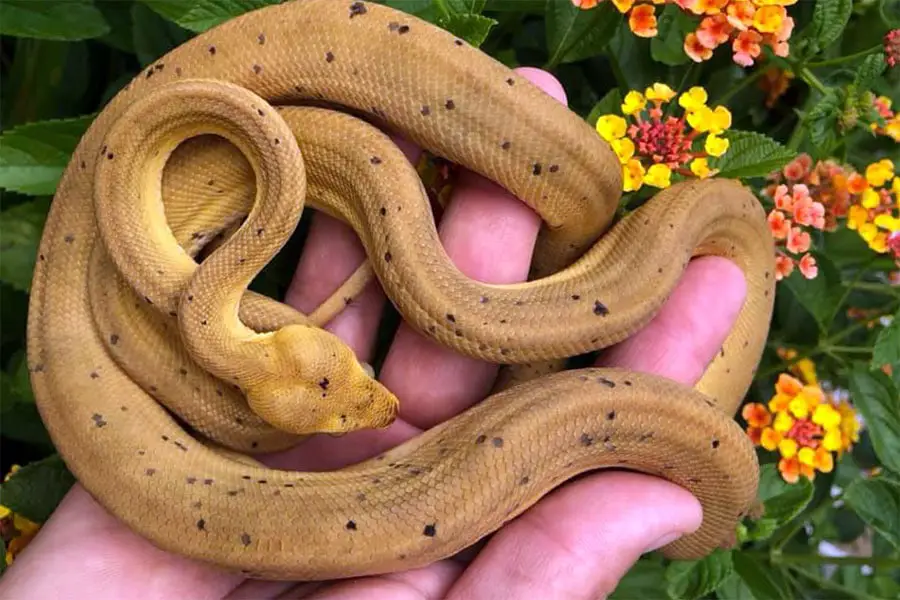 handling a young amazon tree boa