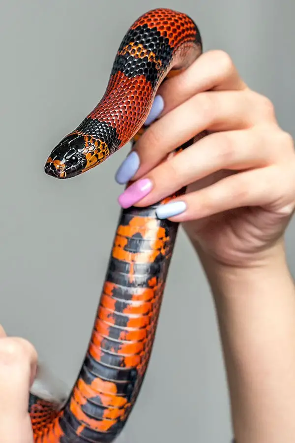 huridan milksnake adult