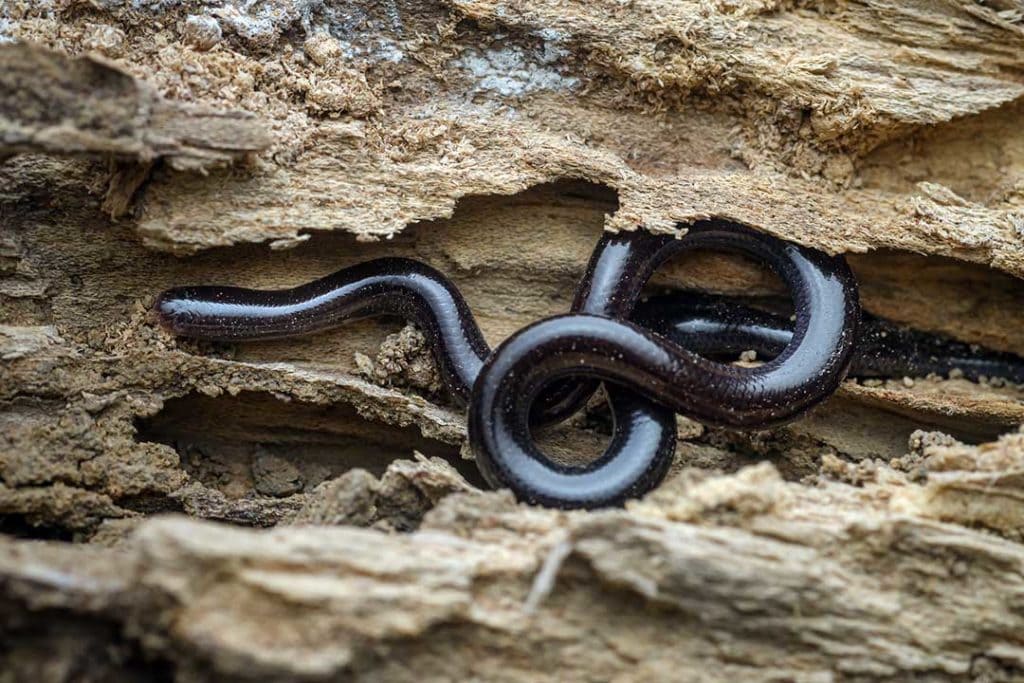 Indotyphlops braminus, Brahminy's blind snake