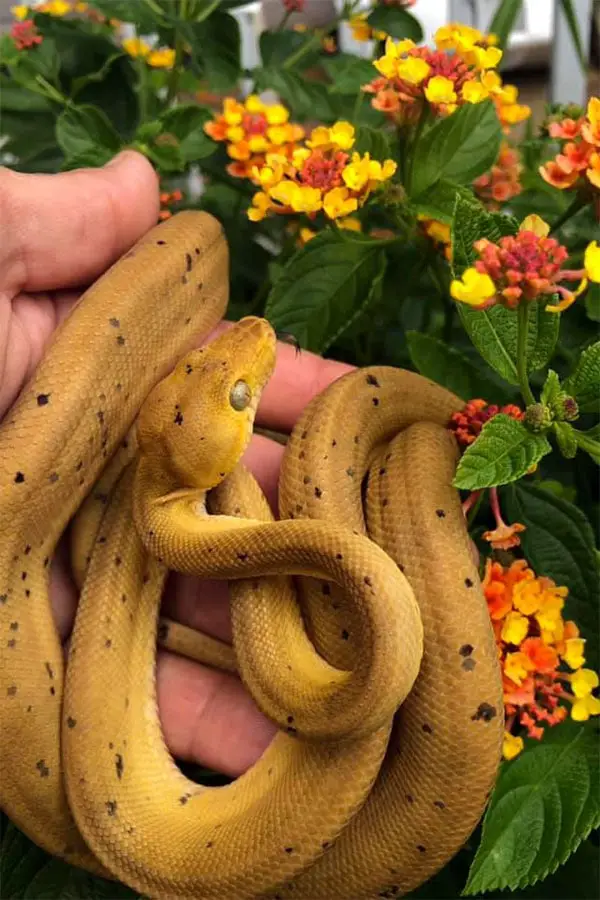 JUVENILE AMAZON TREE BOA IN HUMAN HAND